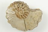 Cut/Polished Calycoceras Ammonite (Pair) - Texas #198214-3
